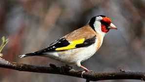 Pták z plemene schegol: podrobný popis a funkce lopatka